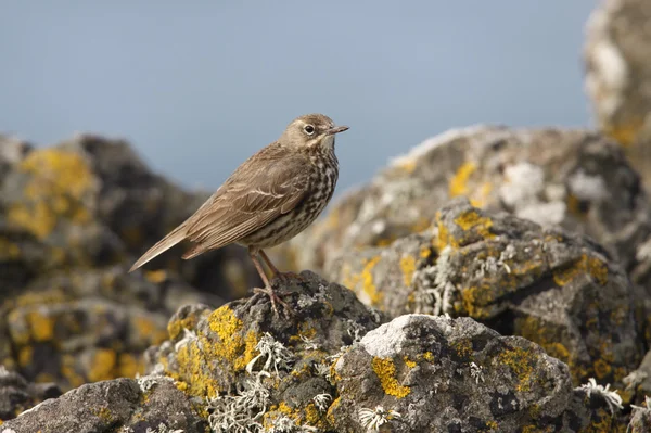 Pipit des Rochers, Anthus petrosus — Photo