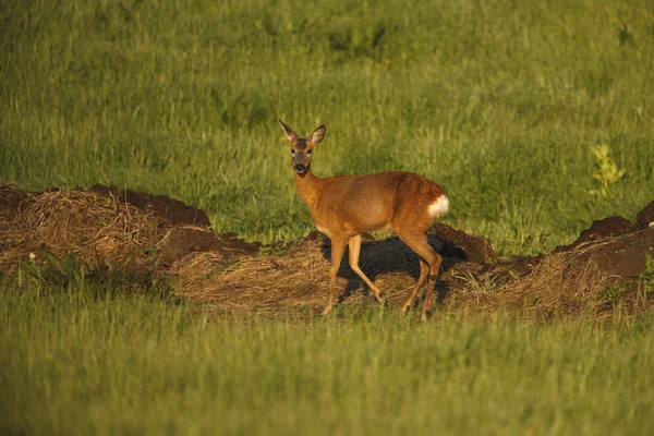 Роу-олень, Capreolus capreolus — стоковое фото