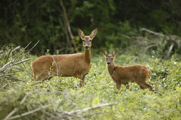 Karaca, capreolus capreolus — Stok fotoğraf