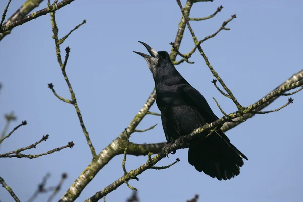 Rook, Corvus frugilegus — Stock Photo, Image