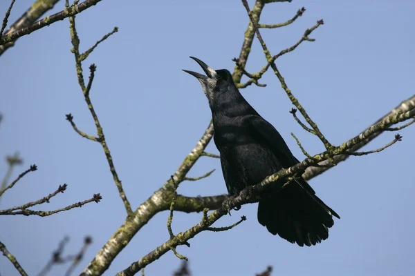 Bástya, corvus frugilegus — Stock Fotó