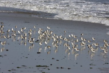 Sanderling, Calidris alba