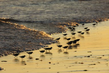 Sanderling, Calidris alba