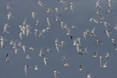 Sumru, sterna sandvicensis,