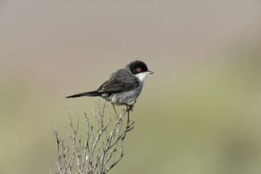 Maskeli ötleğen sylvia melanocephala