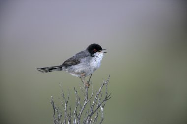 Maskeli ötleğen sylvia melanocephala