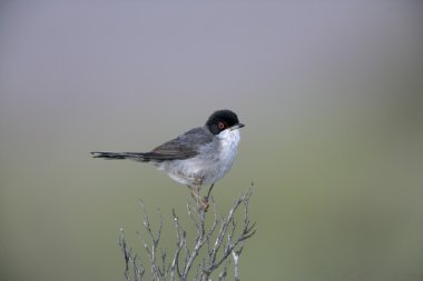 Maskeli ötleğen sylvia melanocephala