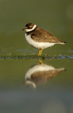 semipalmated cılıbıt, charadrius semipalmatus