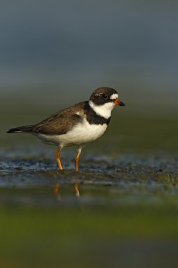 semipalmated cılıbıt, charadrius semipalmatus