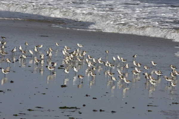 Sanderling, Calidris alba — Stock Photo, Image