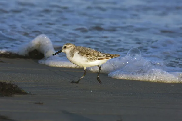 Drieteenstrandloper, calidris alba — Stockfoto