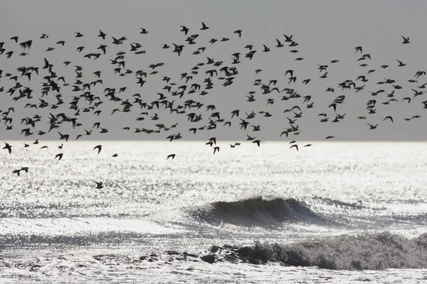 Sanderling, Calidris alba — Stock Photo, Image