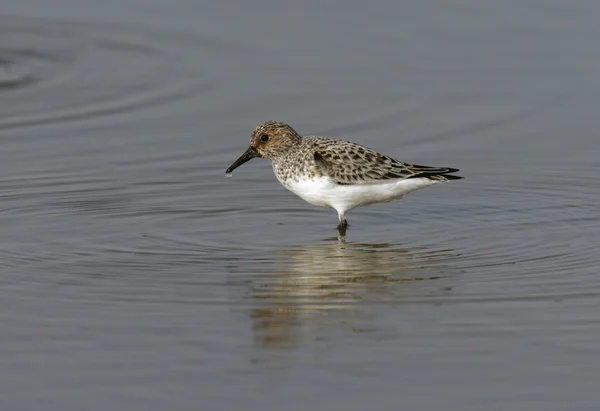 Piaskowiec, calidris alba — Zdjęcie stockowe