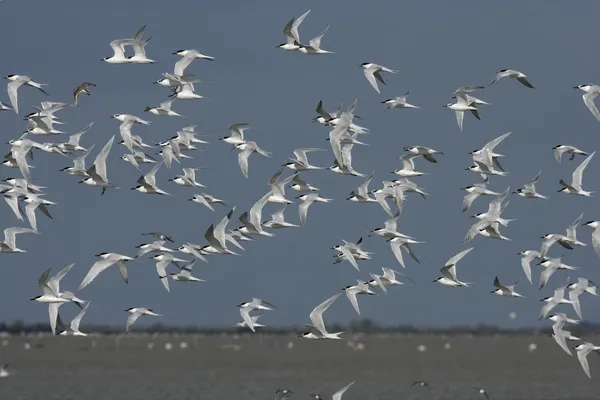 Sandwich tern, Sterna sandvicensis, — Stock Photo, Image