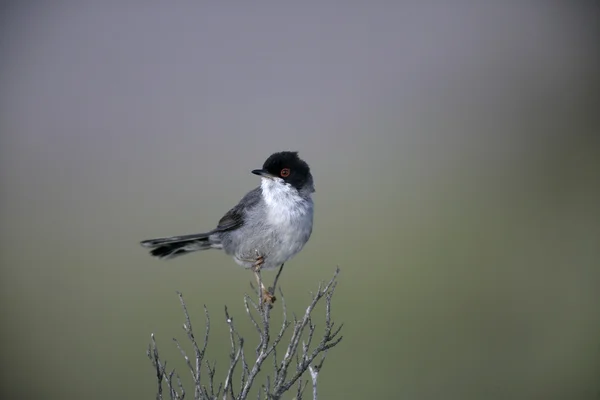 Warbler sardo, Sylvia melanocephala — Foto de Stock