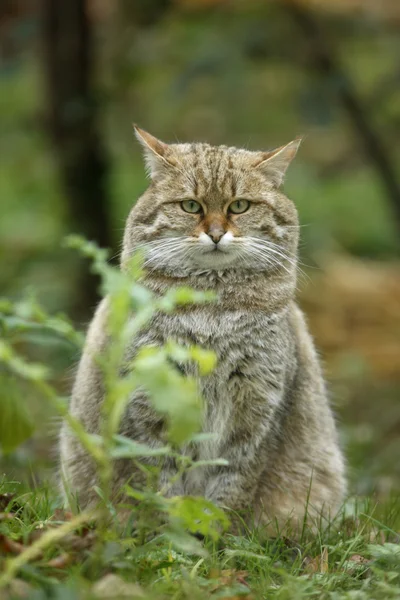 苏格兰野猫，弗利 silvestris — 图库照片