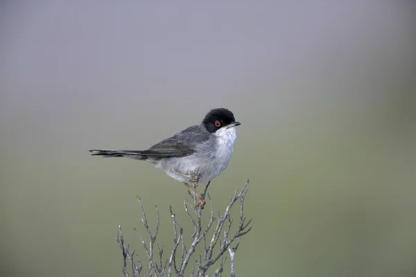 Sardinian warbler ,Sylvia melanocephala — Stock Photo, Image