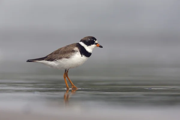 Halbpalmenregenpfeifer, Scharadrius semipalmatus, — Stockfoto