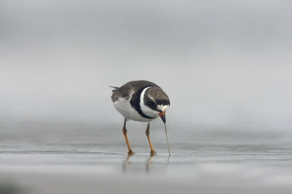 ミズカキチドリ、charadrius semipalmatus, — ストック写真