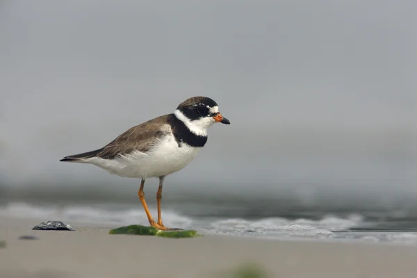 Sieweczka skąpopłetwa, charadrius semipalmatus, — Zdjęcie stockowe