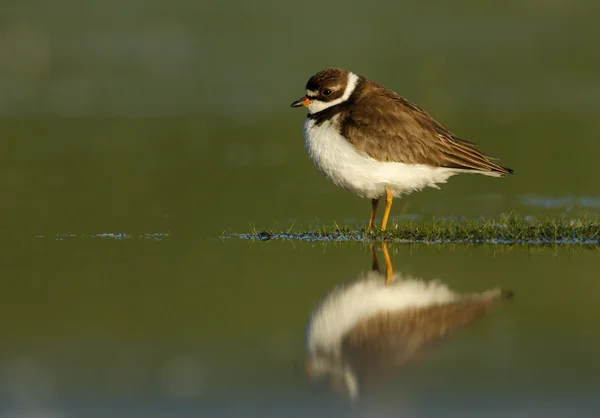 Sieweczka skąpopłetwa, charadrius semipalmatus — Zdjęcie stockowe