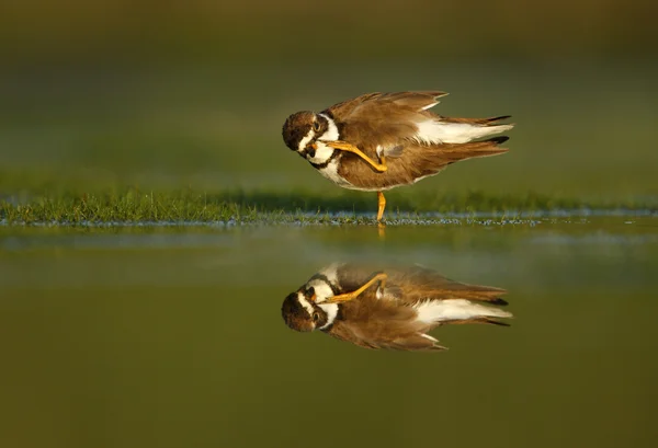 Pluvier semipalmé, Charadrius semipalmatus — Photo