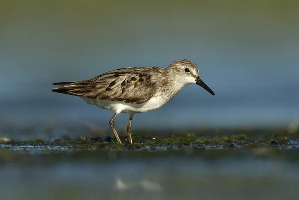 Semipalmated kum kuşu, calidris pusilla — Stok fotoğraf