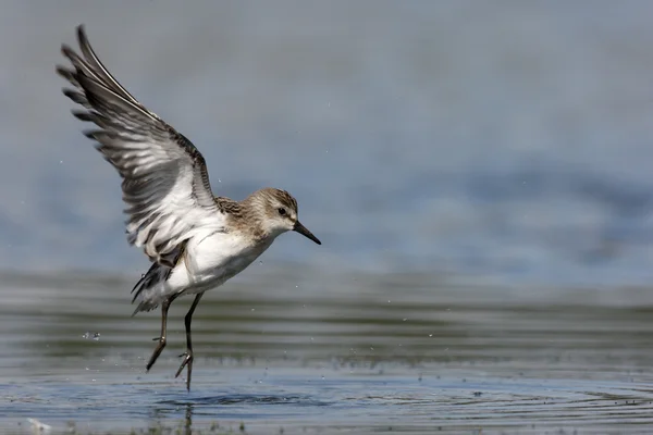 Semipalmated kropenatý, calidris pusilla — Stock fotografie