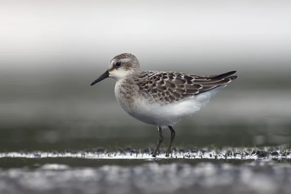 Semipalmated kum kuşu, calidris pusilla — Stok fotoğraf