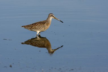 kısa gagalı dowitcher, limnodromus griseus