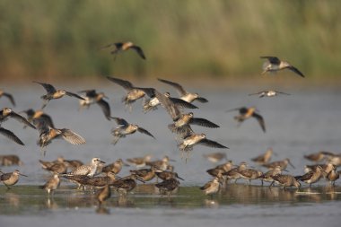 kısa gagalı dowitcher, limnodromus griseus