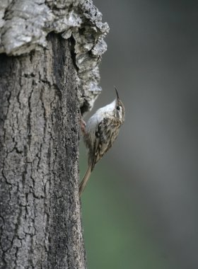Tırmaşık kuşugiller, bozkır certhia brachydactyla