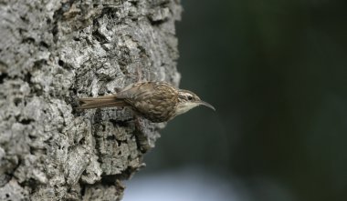 Tırmaşık kuşugiller, bozkır certhia brachydactyla