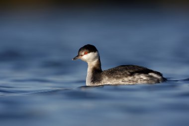 slavonian Bahri, podiceps auritus