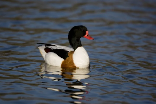 Gravand, tadorna tadorna — Stockfoto