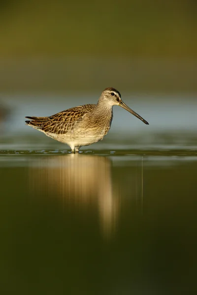 Krótki zapowiadane dowitcher limnodromus griseus — Zdjęcie stockowe