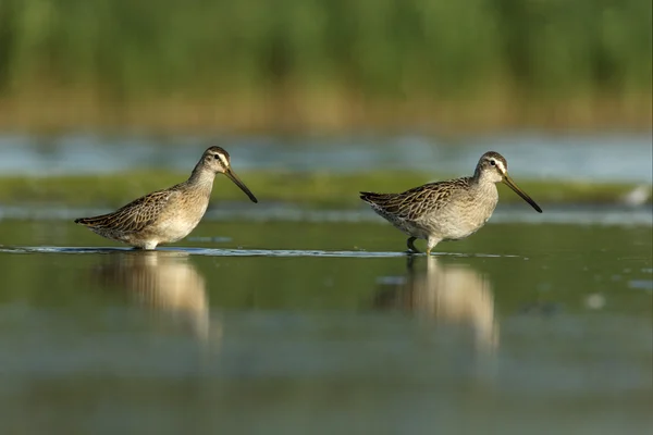 Short-billed dowitcher, Limnodromus griseus — Stock Photo, Image