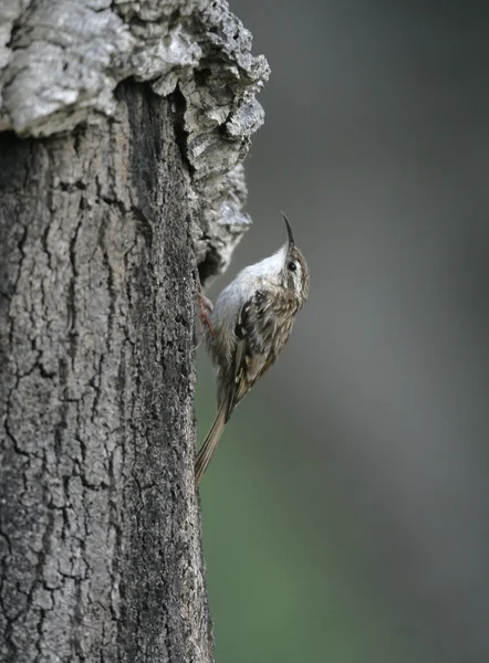 Коротконогий древолаз, Certhia brachydactyla — стоковое фото