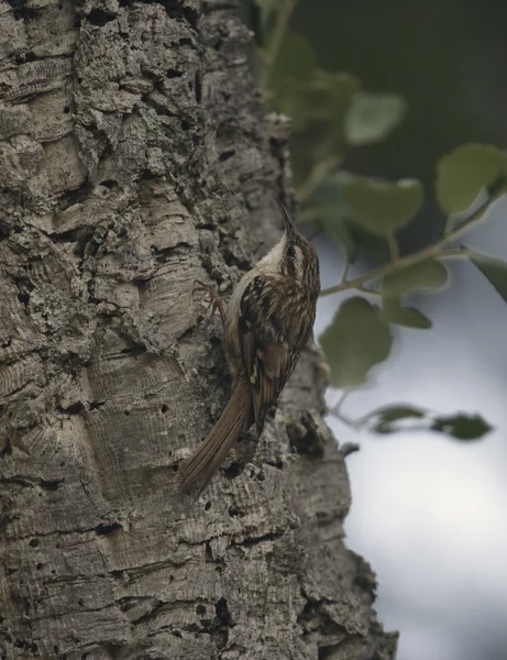 短趾 treecreeper，certhia brachydactyla — 图库照片