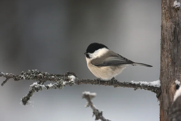 Teta siberiana, Parus cinctus —  Fotos de Stock