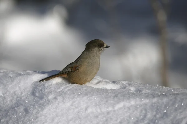 Sibiřský jay, perisoreus infaustus — Stock fotografie