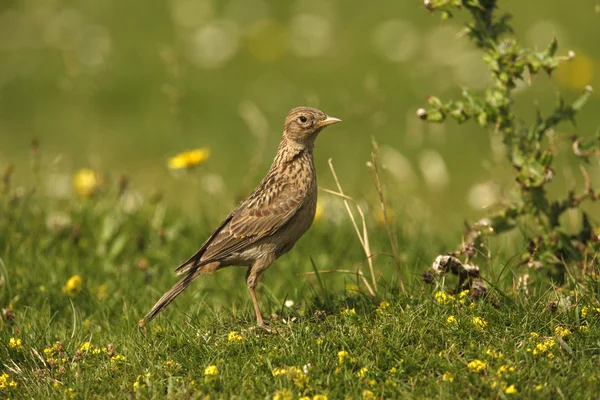 Mezei pacsirta (alauda arvensis), — Stock Fotó