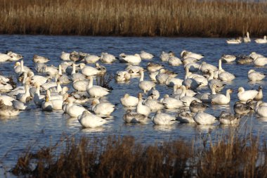 kar kaz, anser caerulescens