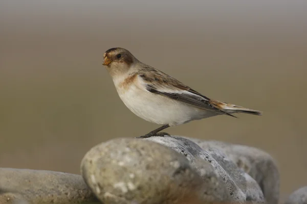 Snow bunting, Plectrophenax nivalis — Stock Photo, Image