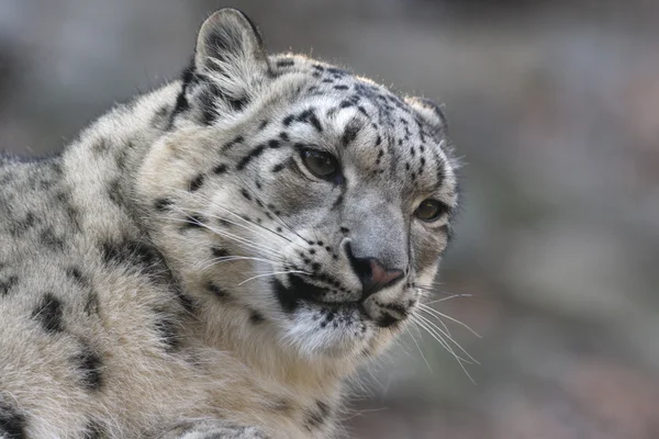 Leopardo de la nieve, Uncia uncia , — Foto de Stock