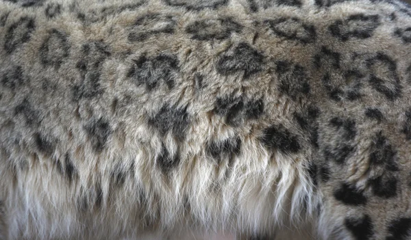 Leopardo de la nieve, Uncia uncia , — Foto de Stock