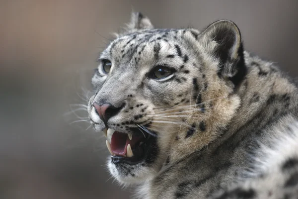 Leopardo da neve, Uncia uncia , — Fotografia de Stock