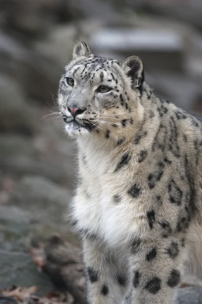 Snow leopard, Uncia uncia, — Stockfoto