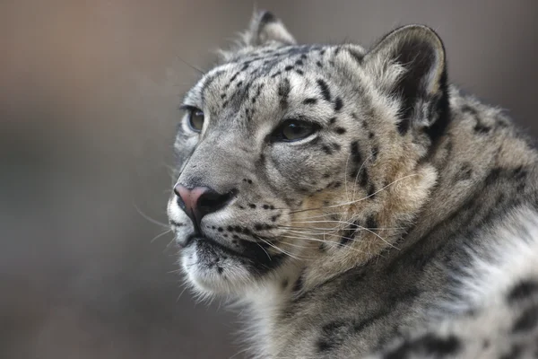 Leopardo de la nieve, Uncia uncia , — Foto de Stock