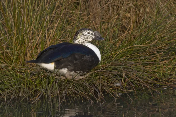 Jihoamerické hřeben kachna, sarkidiornis melanotos carunculatus — Stock fotografie